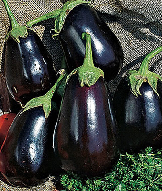 Eggplant, Black Beauty